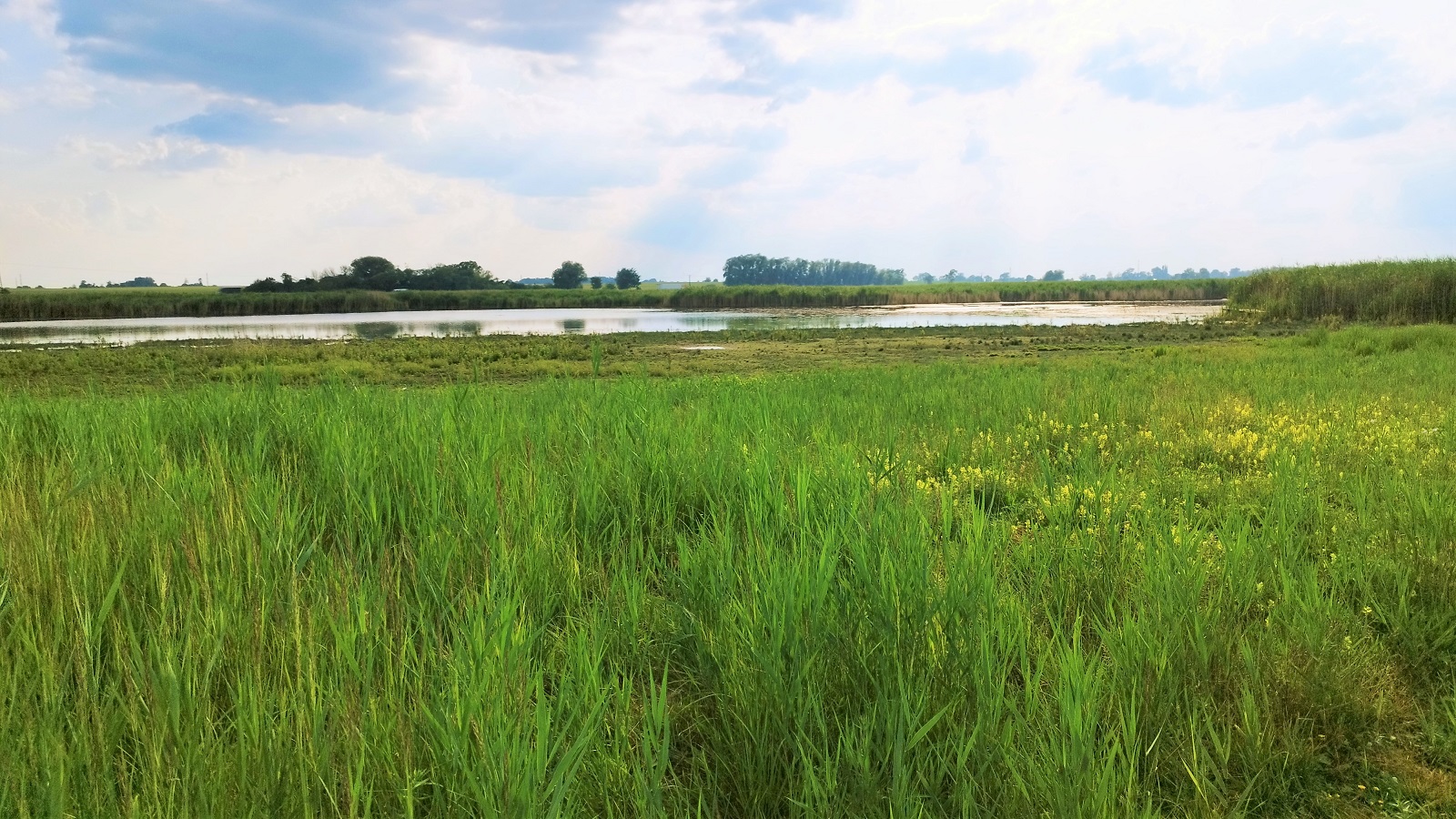 Fotografia przedstawia łąkę i rozlewiska rzeki Struga Średzka.