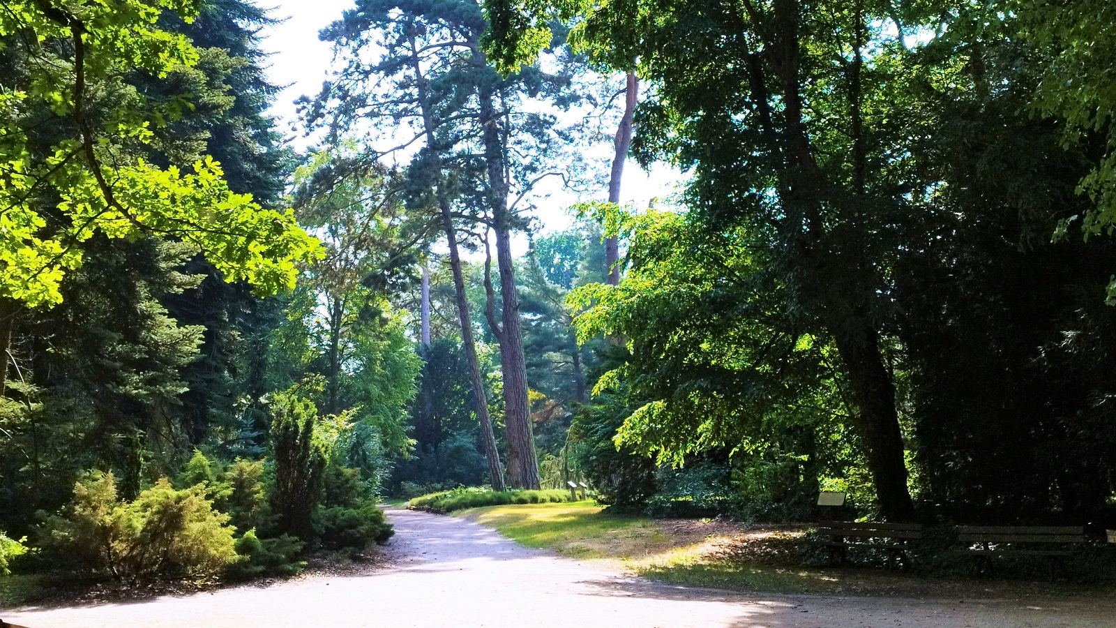 Fotografia przedstawia drzewa w Arboretum w Kórniku.